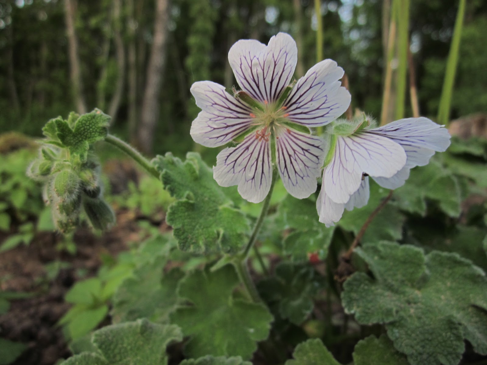 • Risoomikas kurereha – Geranium macrorrhizum ja tema sordid. 